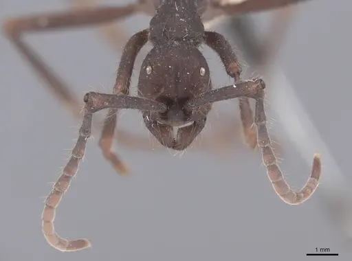 Eciton rapax specimen FMNHINS0000045338 image fmnhins0000045338_2