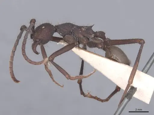 Eciton rapax specimen FMNHINS0000045338 image fmnhins0000045338_3