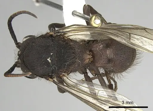 Eciton setigaster specimen CASENT0249463 image casent0249463_1