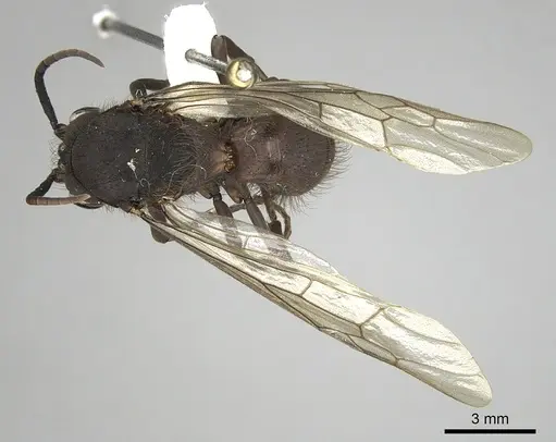 Eciton setigaster specimen CASENT0249463 image casent0249463_2