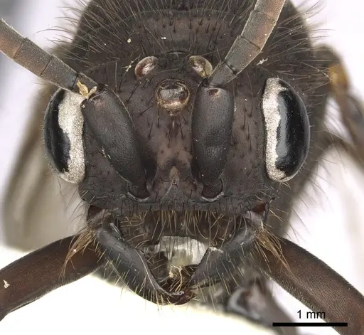 Eciton setigaster specimen CASENT0249463 image casent0249463_3