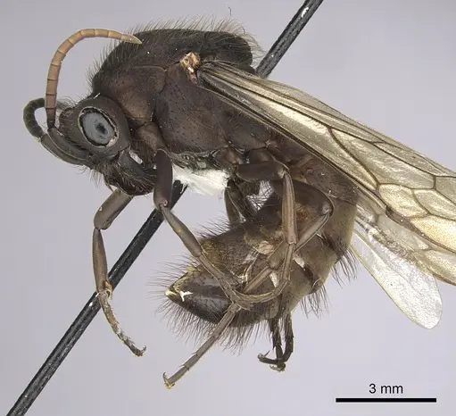 Eciton setigaster specimen CASENT0249463 image casent0249463_4