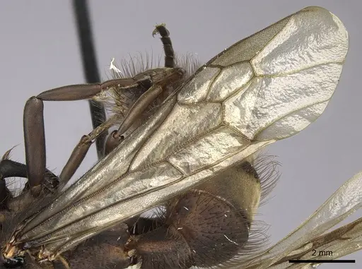 Eciton setigaster specimen CASENT0249463 image casent0249463_5