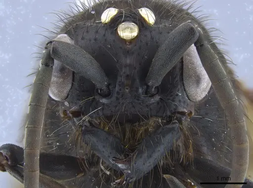 Eciton setigaster specimen CASENT0650539 image casent0650539_2
