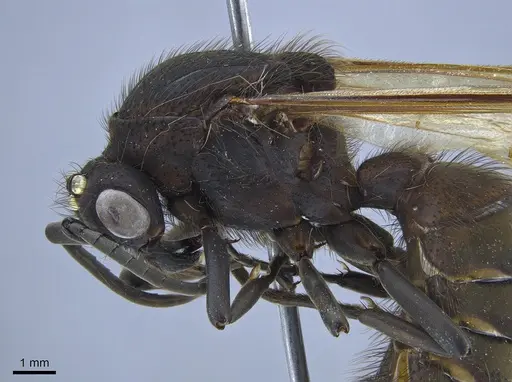 Eciton setigaster specimen CASENT0650539 image casent0650539_3
