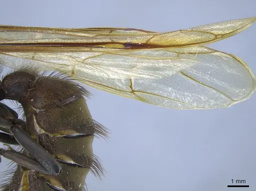 Eciton setigaster specimen CASENT0650539 image casent0650539_4