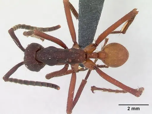 Eciton vagans specimen CASENT0052771 image casent0052771_1