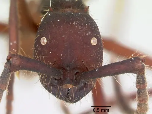 Eciton vagans specimen CASENT0052771 image casent0052771_2