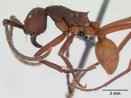 Eciton vagans specimen CASENT0052771 image casent0052771_3
