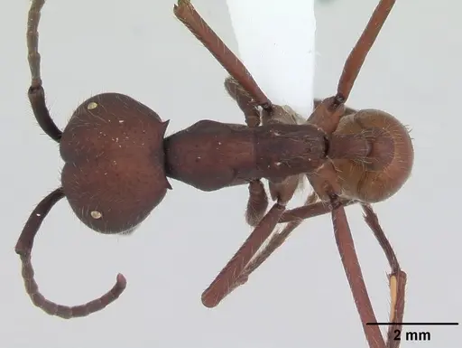 Eciton vagans specimen CASENT0173509 image casent0173509_1