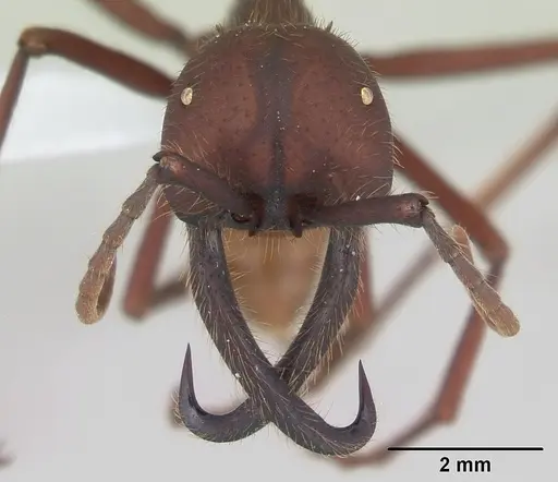 Eciton vagans specimen CASENT0173509 image casent0173509_2