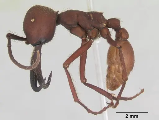 Eciton vagans specimen CASENT0173509 image casent0173509_3