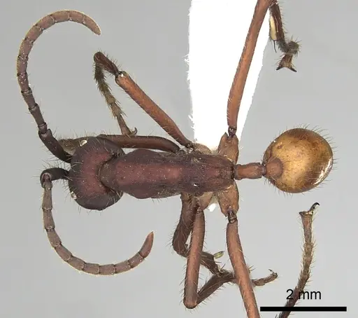 Eciton vagans specimen CASENT0249464 image casent0249464_1