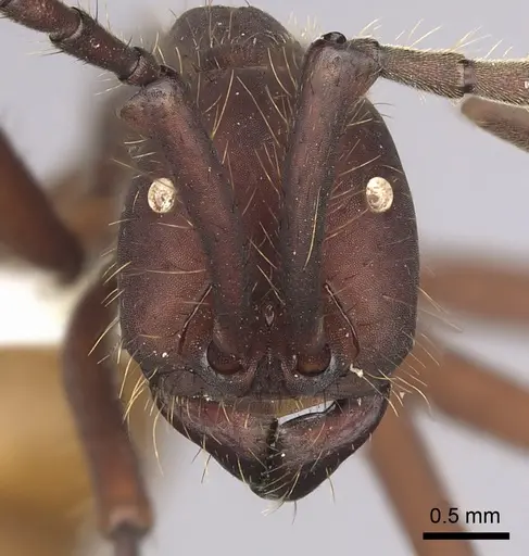 Eciton vagans specimen CASENT0249464 image casent0249464_2
