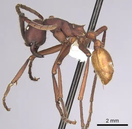 Eciton vagans specimen CASENT0249464 image casent0249464_3