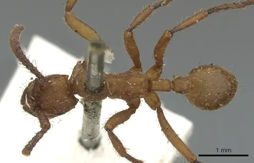 Eciton vagans specimen CASENT0902633 image casent0902633_1