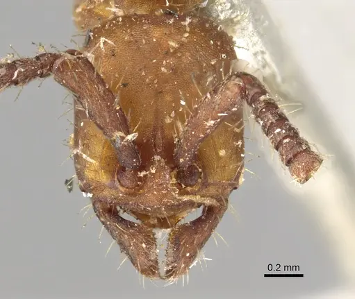 Eciton vagans specimen CASENT0902633 image casent0902633_2