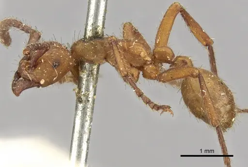 Eciton vagans specimen CASENT0902633 image casent0902633_3