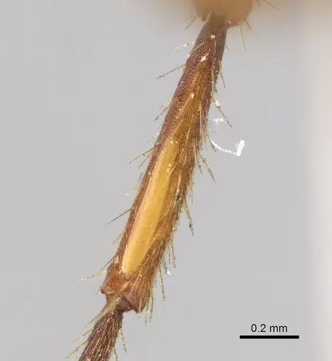 Eciton vagans specimen CASENT0902633 image casent0902633_4