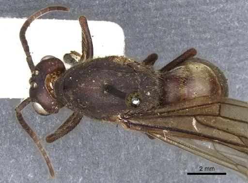 Eciton vagans specimen CASENT0903720 image casent0903720_1