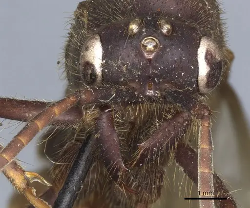 Eciton vagans specimen CASENT0903720 image casent0903720_2