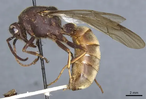 Eciton vagans specimen CASENT0903720 image casent0903720_3