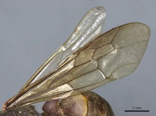 Eciton vagans specimen CASENT0903720 image casent0903720_4