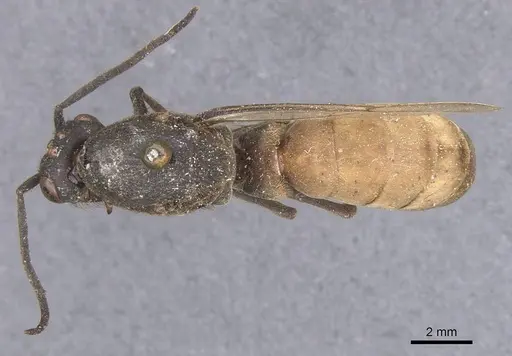 Eciton vagans specimen CASENT0911389 image casent0911389_1