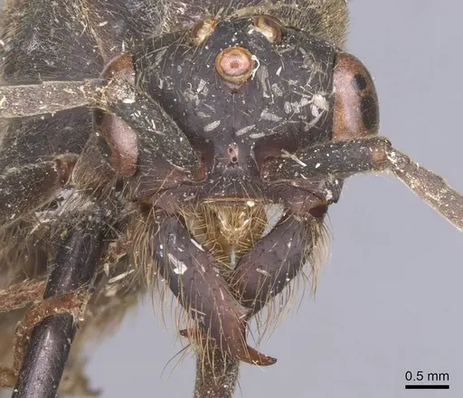 Eciton vagans specimen CASENT0911389 image casent0911389_2