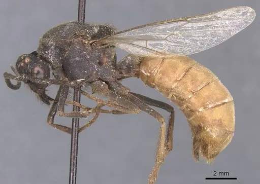 Eciton vagans specimen CASENT0911389 image casent0911389_3