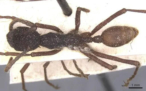 Eciton vagans specimen CASENT0911390 image casent0911390_1