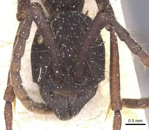 Eciton vagans specimen CASENT0911390 image casent0911390_2