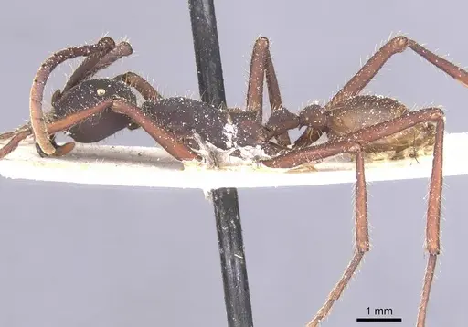 Eciton vagans specimen CASENT0911390 image casent0911390_3