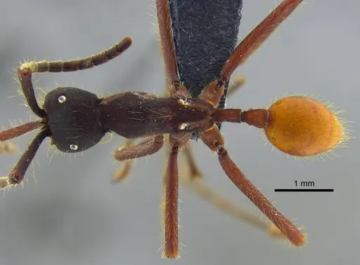 Eciton vagans specimen CBUMAGENT41919 image cbumagent41919_1
