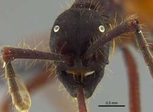 Eciton vagans specimen CBUMAGENT41919 image cbumagent41919_2