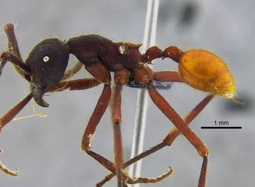 Eciton vagans specimen CBUMAGENT41919 image cbumagent41919_3