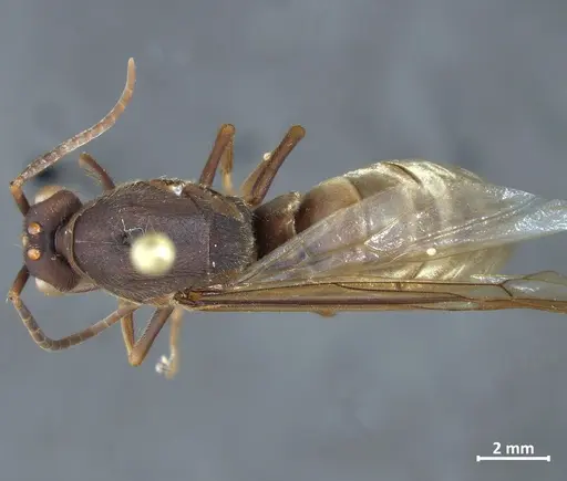 Eciton vagans specimen DZUP549839 image dzup549839_1