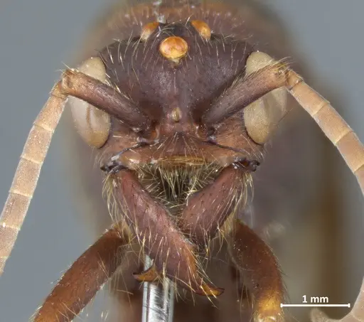 Eciton vagans specimen DZUP549839 image dzup549839_2