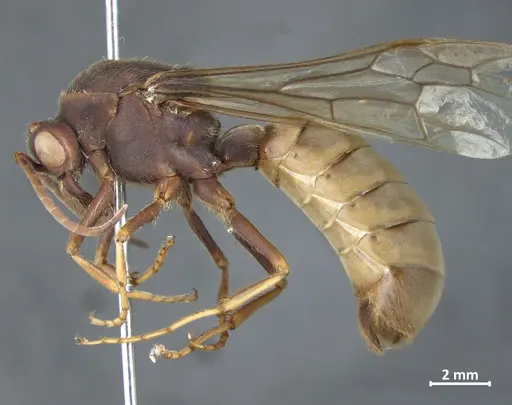 Eciton vagans specimen DZUP549839 image dzup549839_3