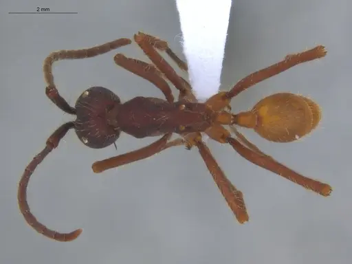 Eciton vagans specimen ECOFOG-SG17-0155-04 image ecofog-sg17-0155-04_1