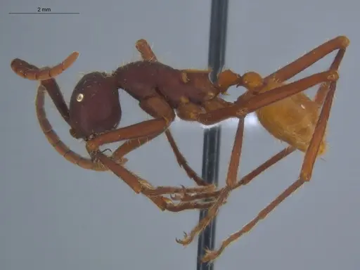 Eciton vagans specimen ECOFOG-SG17-0155-04 image ecofog-sg17-0155-04_3