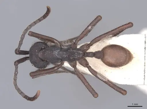 Eciton vagans specimen FMNHINS0000045339 image fmnhins0000045339_1