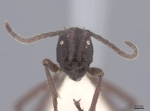 Eciton vagans specimen FMNHINS0000045339 image fmnhins0000045339_2