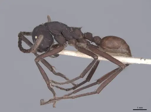 Eciton vagans specimen FMNHINS0000045339 image fmnhins0000045339_3