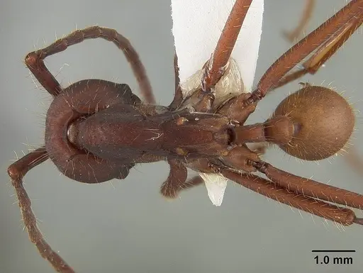 Eciton vagans specimen USNMENT01124281 image usnment01124281_1