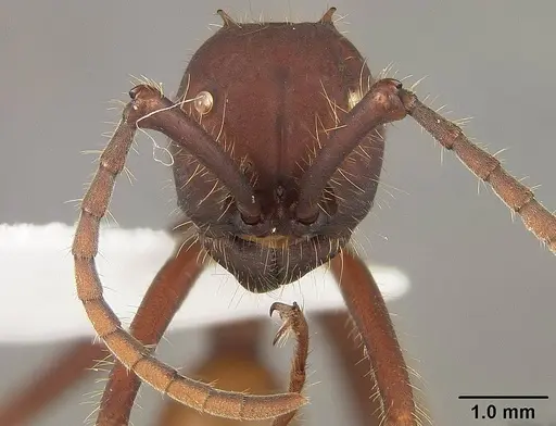 Eciton vagans specimen USNMENT01124281 image usnment01124281_2