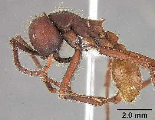 Eciton vagans specimen USNMENT01124281 image usnment01124281_3