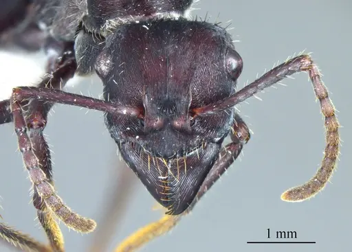 Ectatomma brunneum specimen ANTWEB1041399 image antweb1041399_1