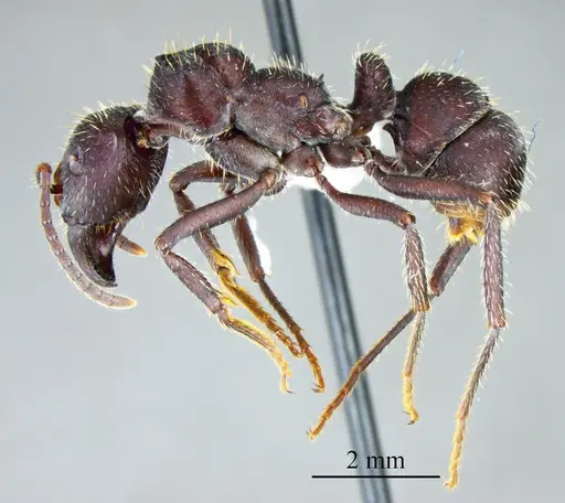 Ectatomma brunneum specimen ANTWEB1041399 image antweb1041399_2