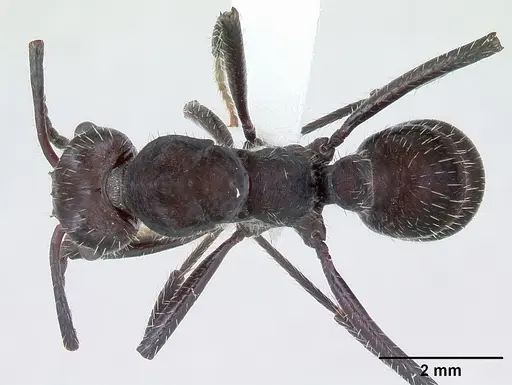 Ectatomma brunneum specimen CASENT0173375 image casent0173375_1